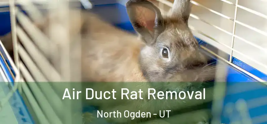  Air Duct Rat Removal North Ogden - UT